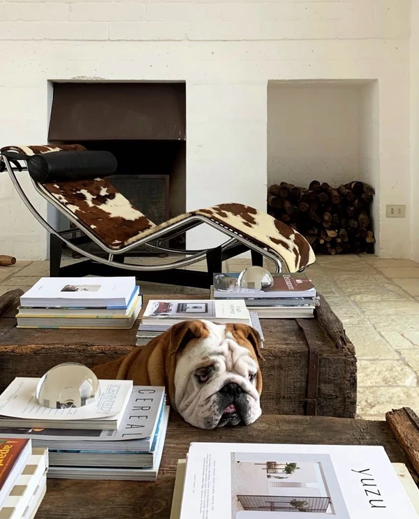 <a href="https://www.instagram.com/masseriamoroseta/">Masseria Moroseta</a>, Content: <a href="https://www.instagram.com/p/DZkpPtDFpEr/?img_index=1">Plus One Dog</a>