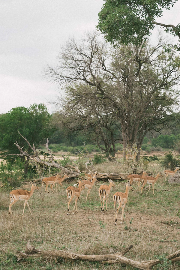 A Wildly Romantic Safari Wedding Weekend in the Heart of South Africa