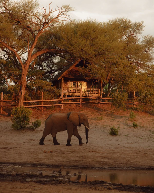 14 Luxury African Safari Lodges & Resorts for an Unforgettable Honeymoon