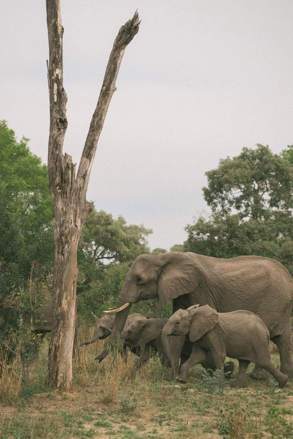 A Wildly Romantic Safari Wedding Weekend in the Heart of South Africa