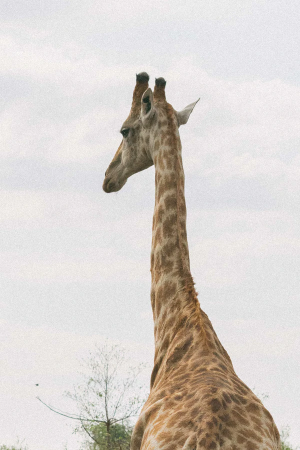 A Wildly Romantic Safari Wedding Weekend in the Heart of South Africa