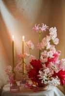 Florists Phosphorus Botanical